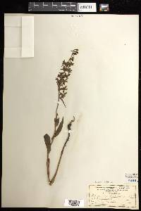 Epipactis helleborine image