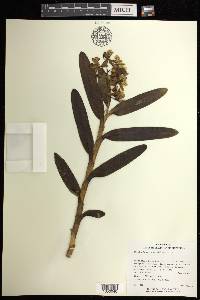 Epidendrum renilabium image
