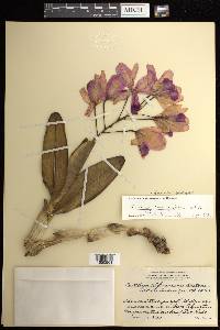 Guarianthe bowringiana image