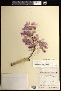 Guarianthe bowringiana image