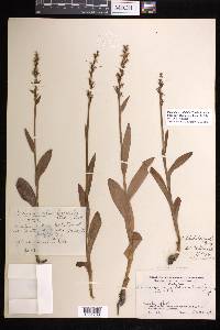 Platanthera dilatata var. albiflora image