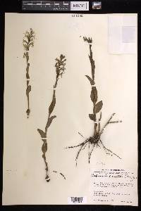 Habenaria entomantha image