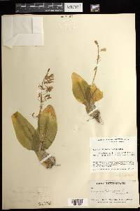 Liparis liliifolia image