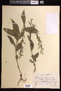 Habenaria entomantha image