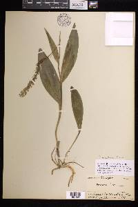 Platanthera flava image