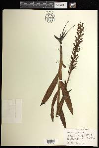 Habenaria repens image