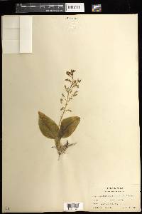 Liparis liliifolia image