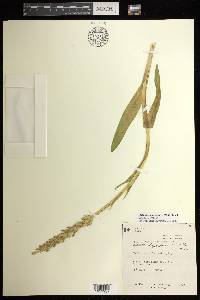 Platanthera huronensis image