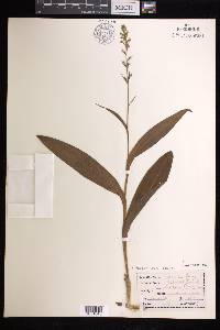 Platanthera flava image