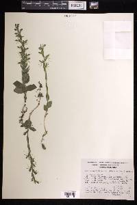 Habenaria entomantha image