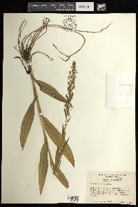 Habenaria repens image