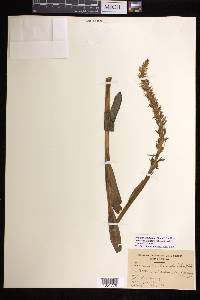 Platanthera dilatata var. albiflora image