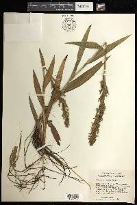 Habenaria repens image