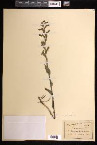 Habenaria entomantha image