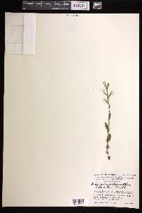 Habenaria entomantha image