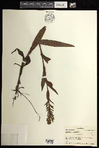 Habenaria repens image