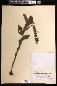 Habenaria entomantha image