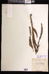 Platanthera dilatata var. albiflora image