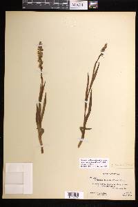 Platanthera dilatata var. albiflora image