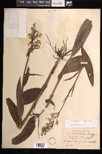 Platanthera grandiflora image