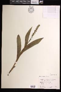 Platanthera flava image