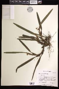 Maxillaria variabilis image