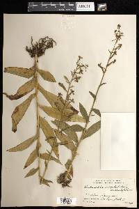 Habenaria odontopetala image