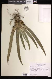 Maxillaria valenzuelana image