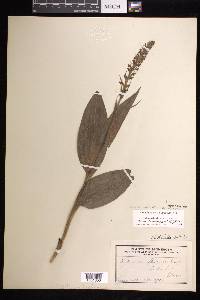 Platanthera flava image