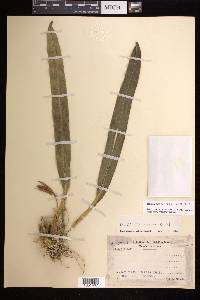 Maxillaria ringens image