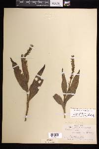 Platanthera flava image