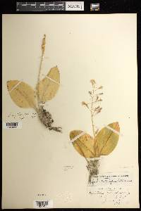 Liparis liliifolia image