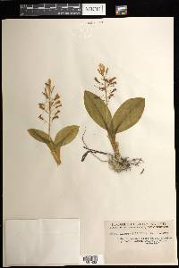 Liparis liliifolia image