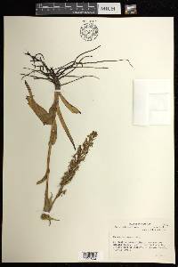 Habenaria repens image