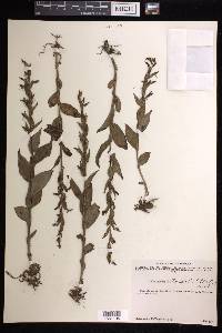 Habenaria entomantha image