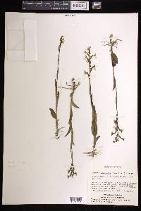 Habenaria entomantha image