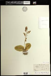 Liparis liliifolia image