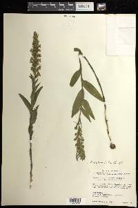 Habenaria strictissima image