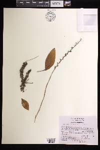 Mesadenus lucayanus image