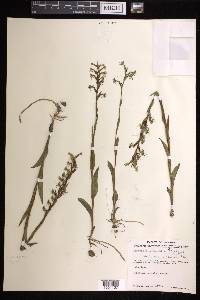 Habenaria entomantha image