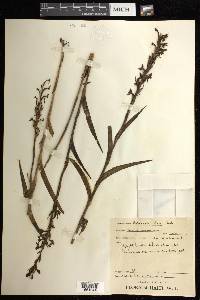 Habenaria alata image