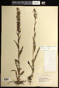 Habenaria repens image