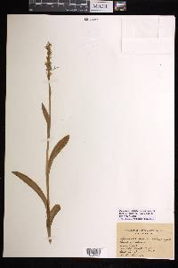 Platanthera dilatata var. albiflora image