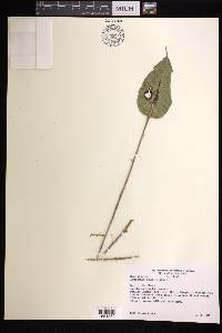 Lepanthes elata image