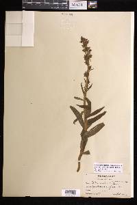 Platanthera dilatata var. albiflora image