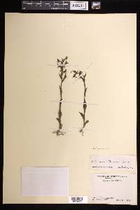 Habenaria entomantha image