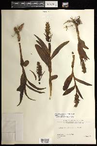 Platanthera huronensis image