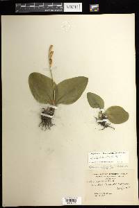 Liparis liliifolia image