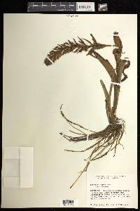 Habenaria repens image