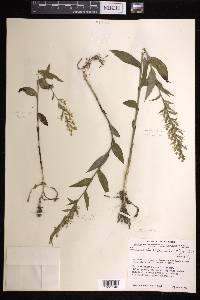 Habenaria entomantha image